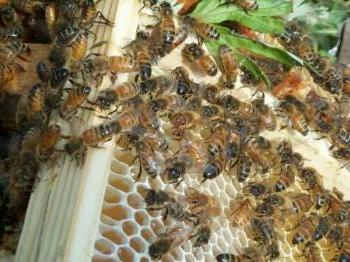 Abeilles sur cadre dans une ruche Les Miels d'Uzs